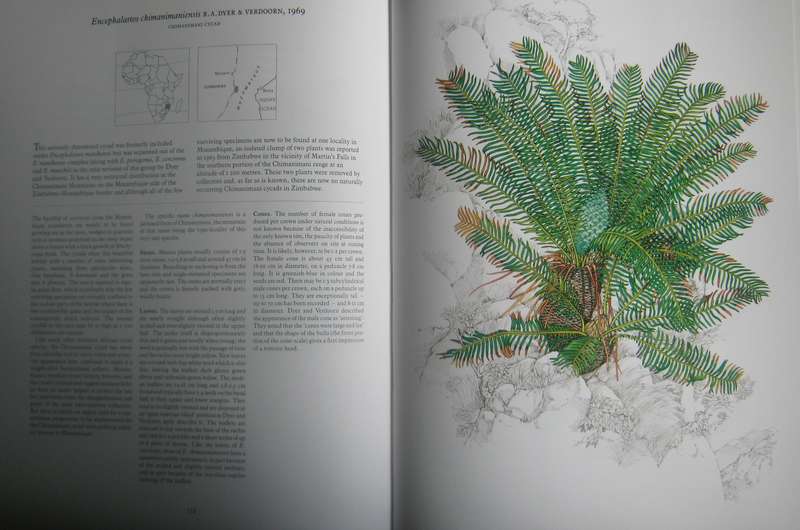 Cycads of Africa  Douglas Goode - Signed copy with slipcase