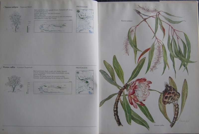 Trees & Shrubs of the Witwatersrand , Magaliesberg & Pilanesberg  Joan Van Goch & John Anderson
