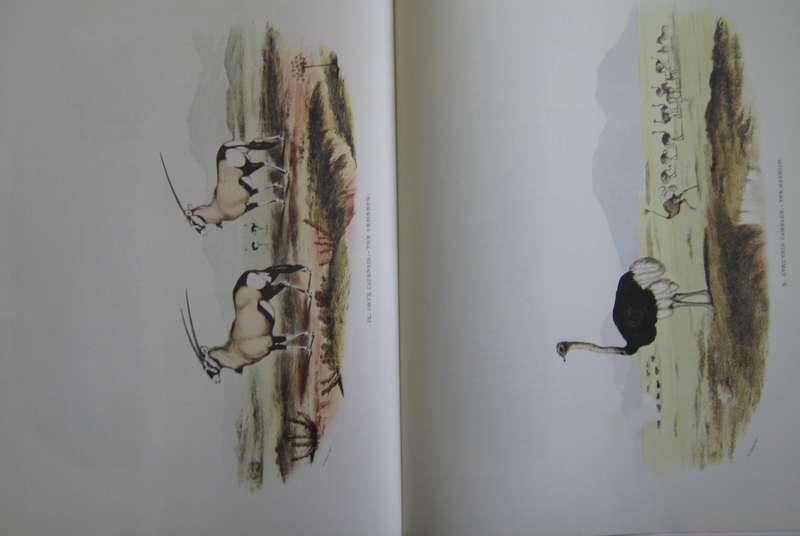 Portraits of the Game and Wild Animals of Southern Africa Captain W. Cornwallis Harris