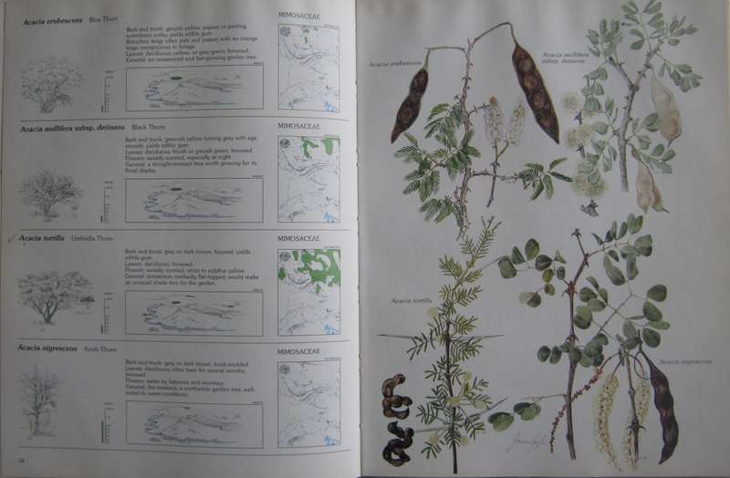 Trees & Shrubs of the Witwatersrand , Magaliesberg & Pilanesberg  Joan Van Goch & John Anderson