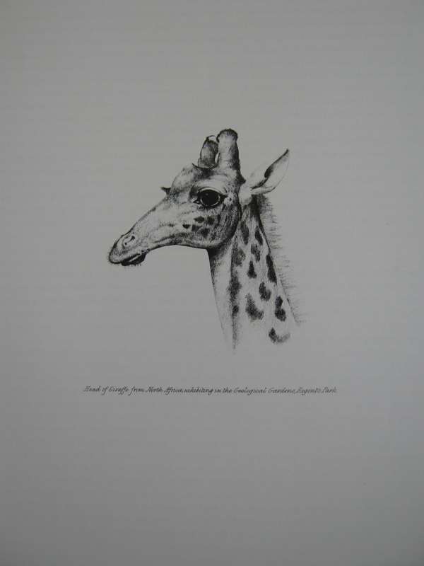 Portraits of the Game and Wild Animals of Southern Africa Captain W. Cornwallis Harris