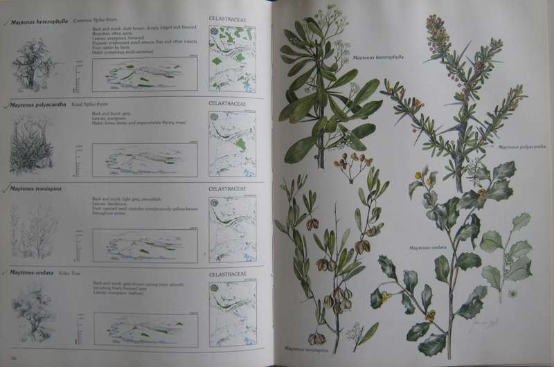 Trees & Shrubs of the Witwatersrand , Magaliesberg & Pilanesberg  Joan Van Goch & John Anderson
