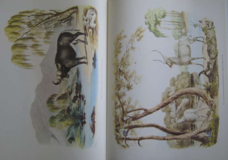 Portraits of the Game and Wild Animals of Southern Africa Captain W. Cornwallis Harris