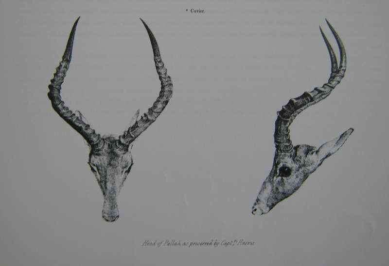 Portraits of the Game and Wild Animals of Southern Africa Captain W. Cornwallis Harris