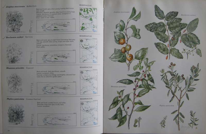 Trees & Shrubs of the Witwatersrand , Magaliesberg & Pilanesberg  Joan Van Goch & John Anderson