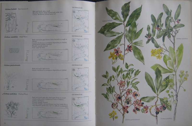 Trees & Shrubs of the Witwatersrand , Magaliesberg & Pilanesberg  Joan Van Goch & John Anderson