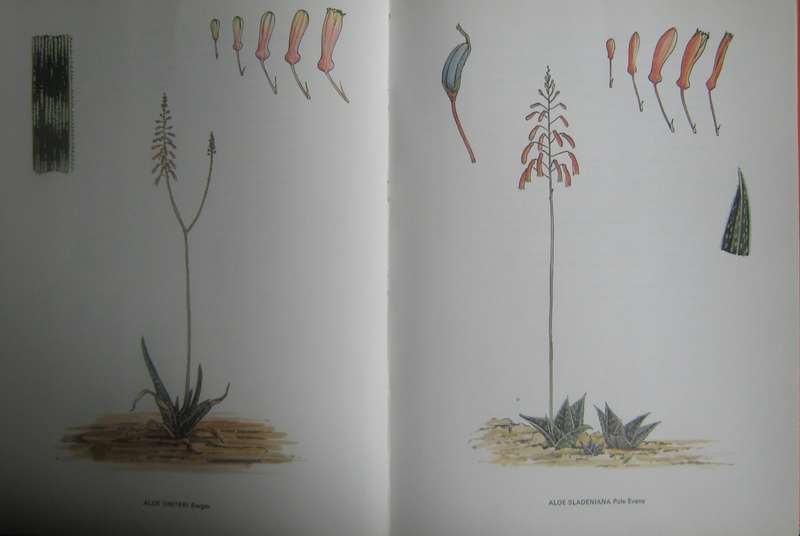 South African Aloes Barbara Jeppe
