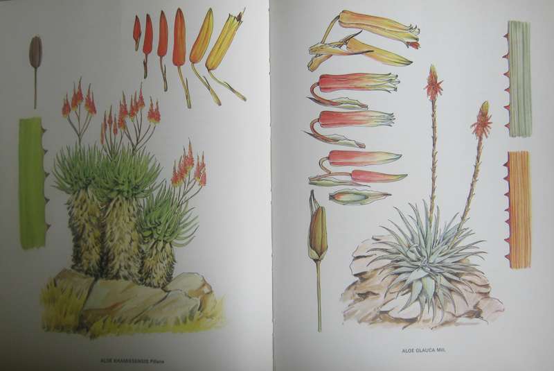 South African Aloes Barbara Jeppe