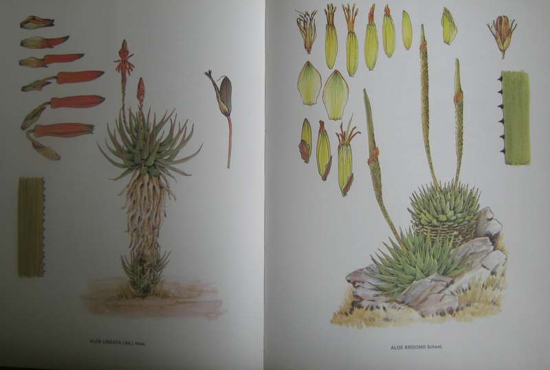 South African Aloes Barbara Jeppe