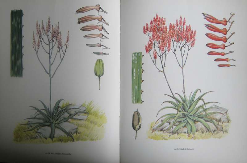 South African Aloes Barbara Jeppe