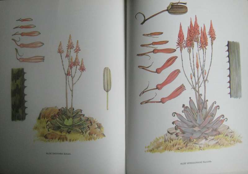 South African Aloes Barbara Jeppe