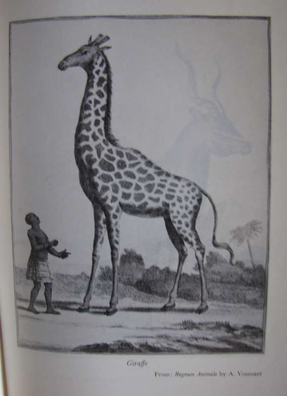 Notes of Travel in South Africa C J Anderson Edited by L Llyod Publisher