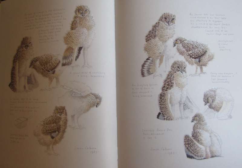 The Owls of Southern Africa Alan Kemp  | Simon Calburn