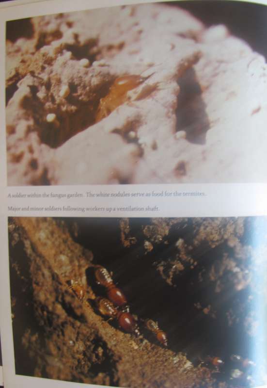 The Soul of the Ape The Soul of the White Ant Eugene Marais