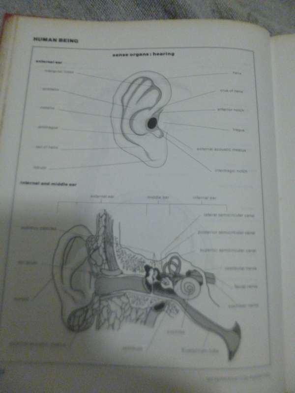 The Facts on File Visual Dictionary