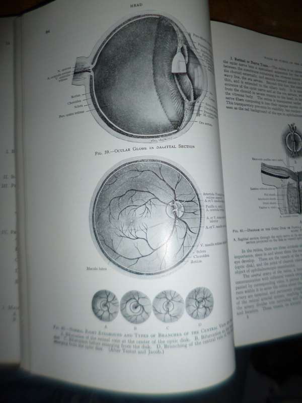 Surgical Anatomy 1947