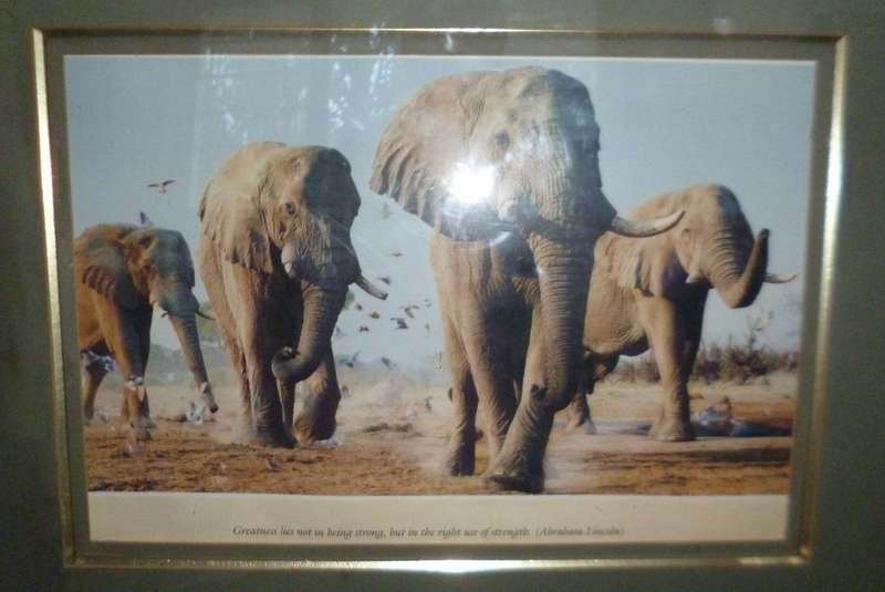 Elephant Print