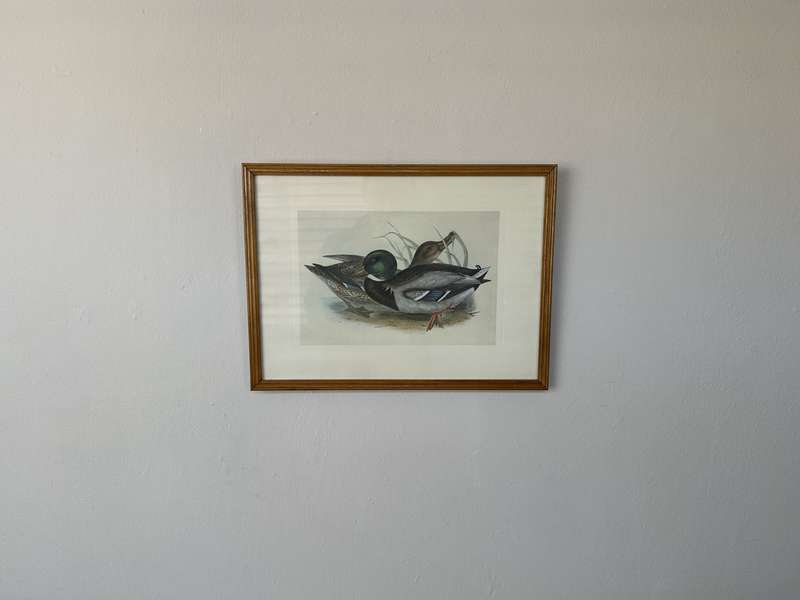 Framed John Gould Print, Anas boschas (Mallard) - Finished Size 40cm x 30cm