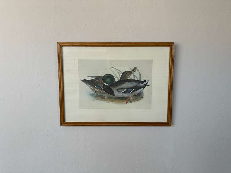 Framed John Gould Print, Anas boschas (Mallard) - Finished Size 40cm x 30cm