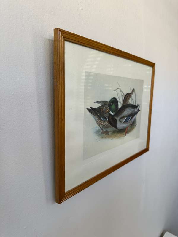 Framed John Gould Print, Anas boschas (Mallard) - Finished Size 40cm x 30cm