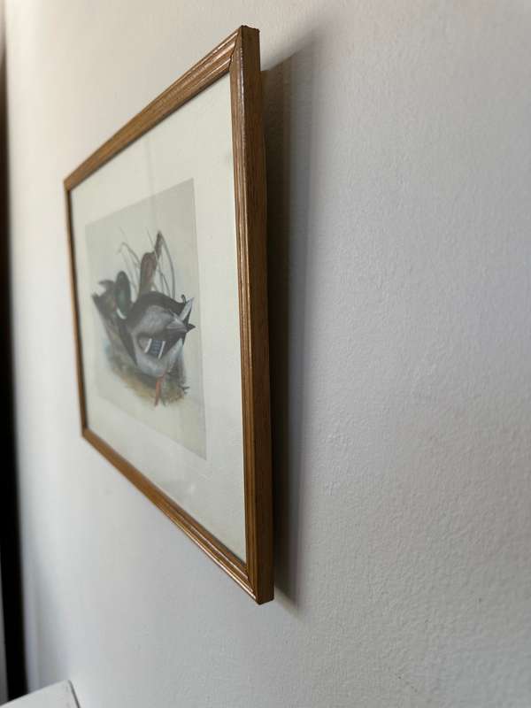 Framed John Gould Print, Anas boschas (Mallard) - Finished Size 40cm x 30cm