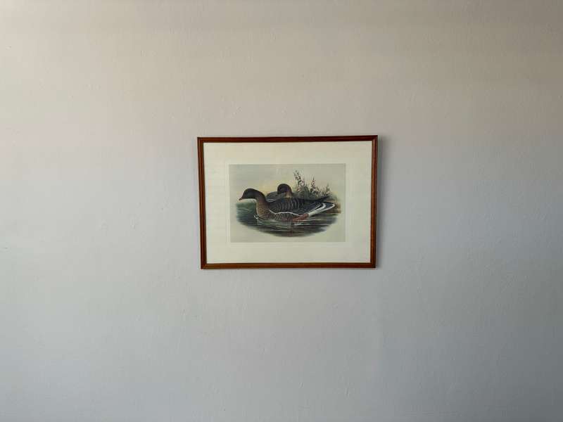 Framed John Gould Print, Anser Brachyrhychus - Pink-Footed Goose - Finished Size 40cm x 30cm