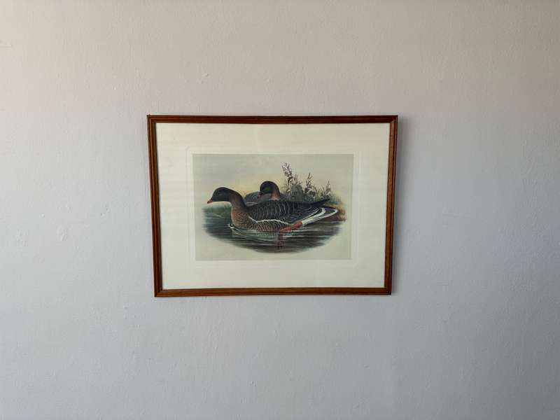 Framed John Gould Print, Anser Brachyrhychus - Pink-Footed Goose - Finished Size 40cm x 30cm