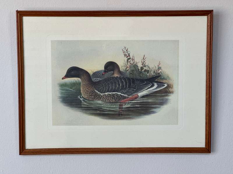 Framed John Gould Print, Anser Brachyrhychus - Pink-Footed Goose - Finished Size 40cm x 30cm