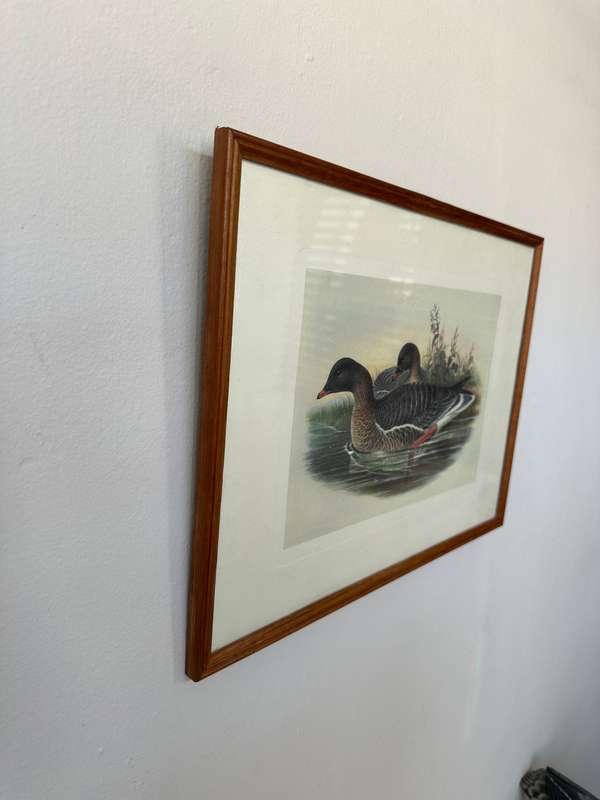 Framed John Gould Print, Anser Brachyrhychus - Pink-Footed Goose - Finished Size 40cm x 30cm