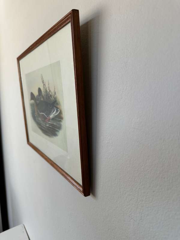 Framed John Gould Print, Anser Brachyrhychus - Pink-Footed Goose - Finished Size 40cm x 30cm