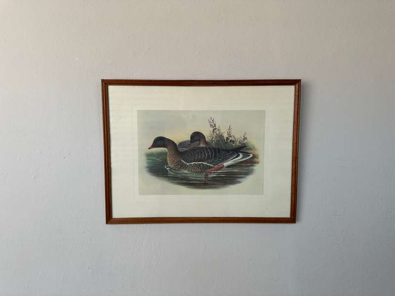 Framed John Gould Print, Anser Brachyrhychus - Pink-Footed Goose - Finished Size 40cm x 30cm