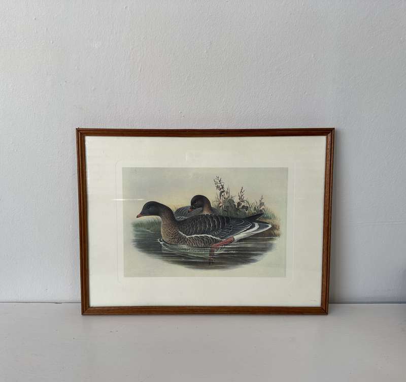 Framed John Gould Print, Anser Brachyrhychus - Pink-Footed Goose - Finished Size 40cm x 30cm