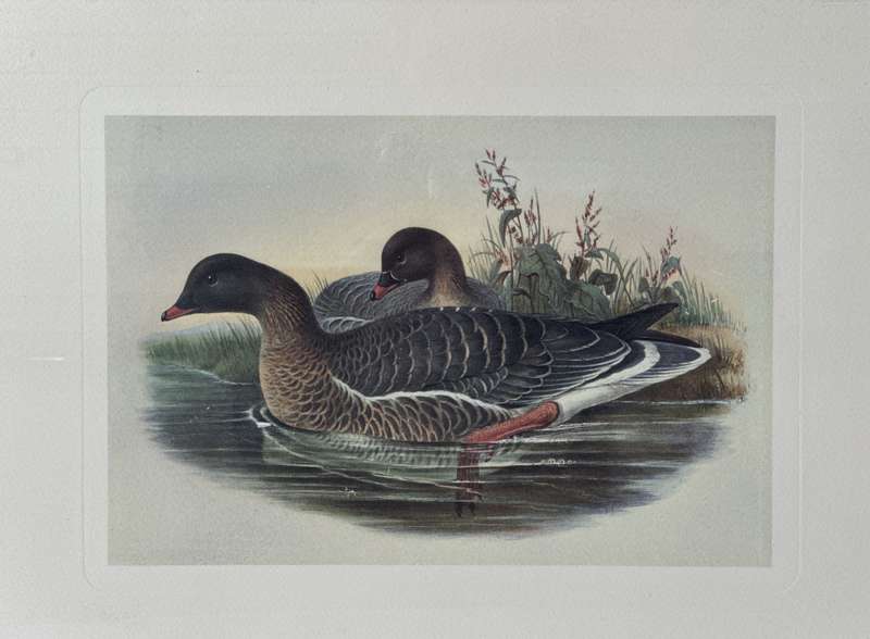 Framed John Gould Print, Anser Brachyrhychus - Pink-Footed Goose - Finished Size 40cm x 30cm