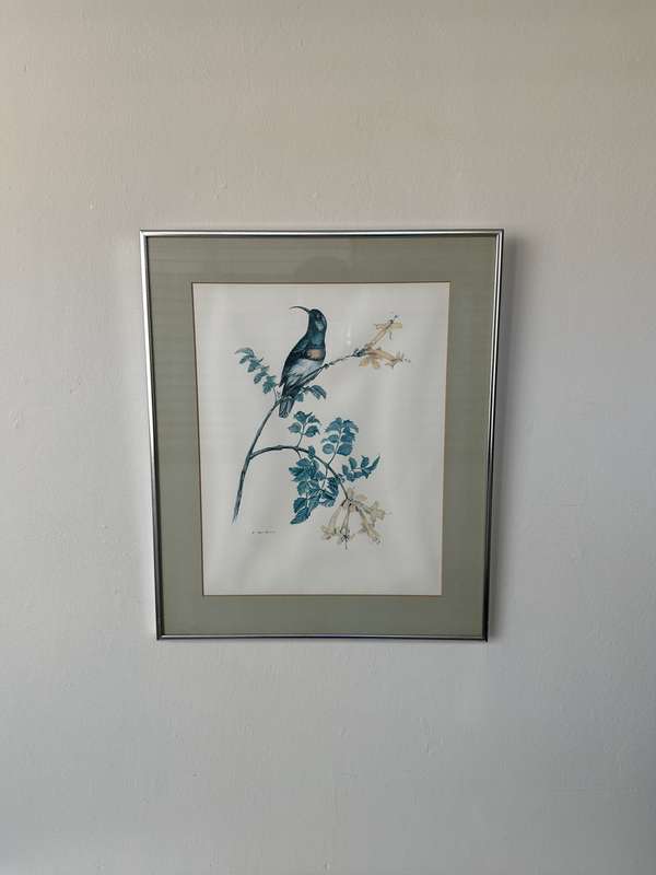 Framed K. Ray-Brower Vintage Print, Sunbird - Finished Size 38.5cm x 46cm