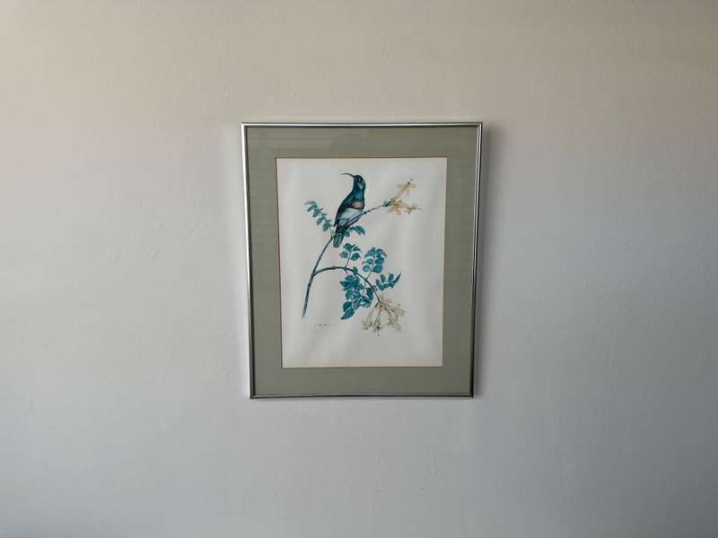Framed K. Ray-Brower Vintage Print, Sunbird - Finished Size 38.5cm x 46cm