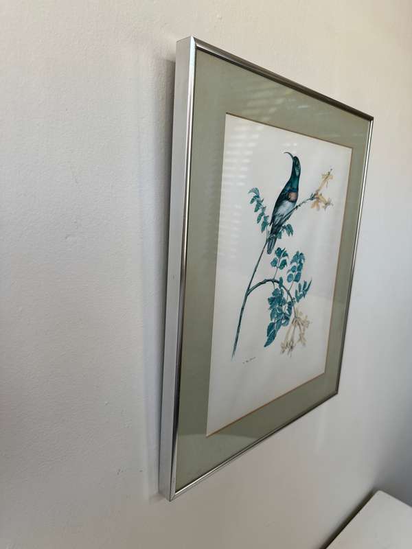 Framed K. Ray-Brower Vintage Print, Sunbird - Finished Size 38.5cm x 46cm
