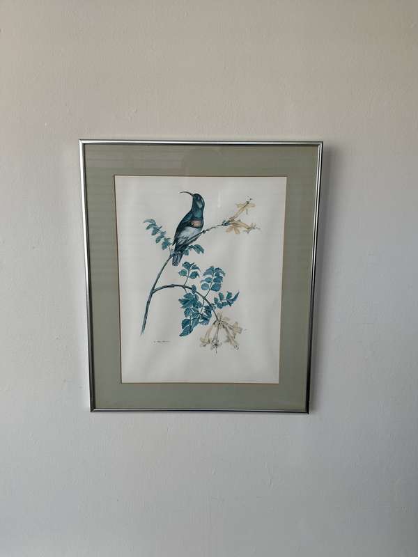 Framed K. Ray-Brower Vintage Print, Sunbird - Finished Size 38.5cm x 46cm