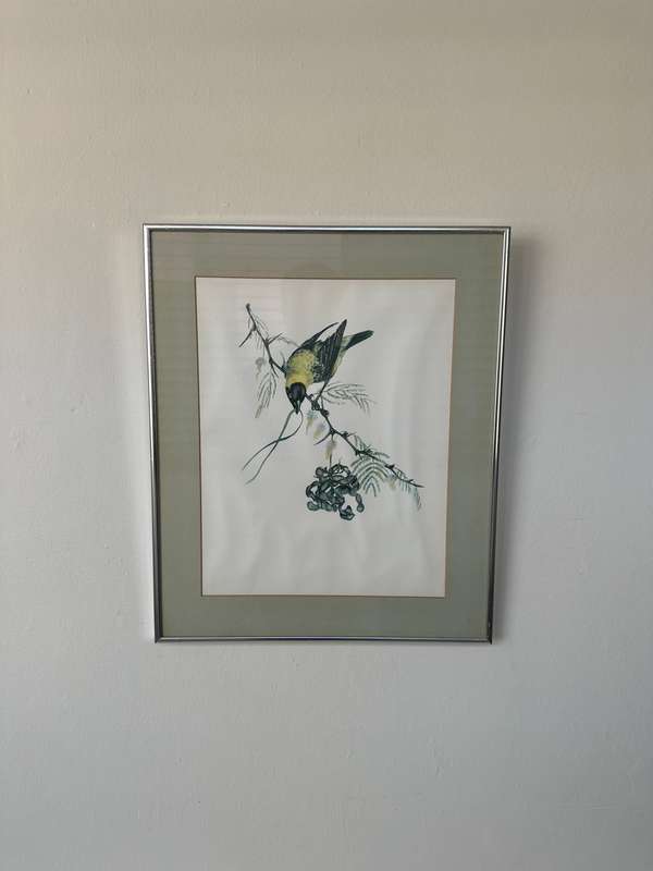 Framed Vintage Print, The Weaver Bird - Finished Size 38.5cm x 46cm