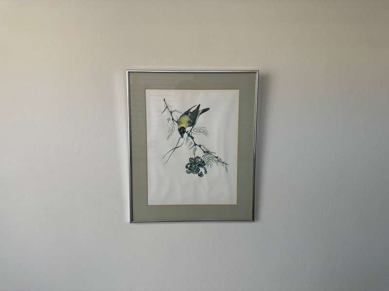 Framed Vintage Print, The Weaver Bird - Finished Size 38.5cm x 46cm