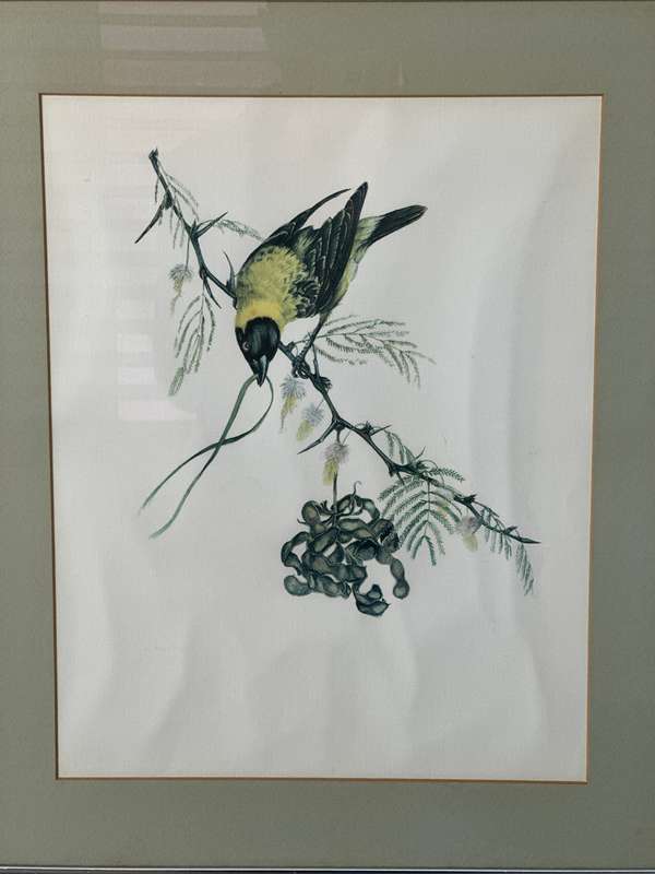 Framed Vintage Print, The Weaver Bird - Finished Size 38.5cm x 46cm