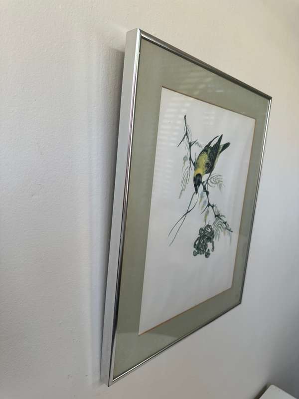 Framed Vintage Print, The Weaver Bird - Finished Size 38.5cm x 46cm