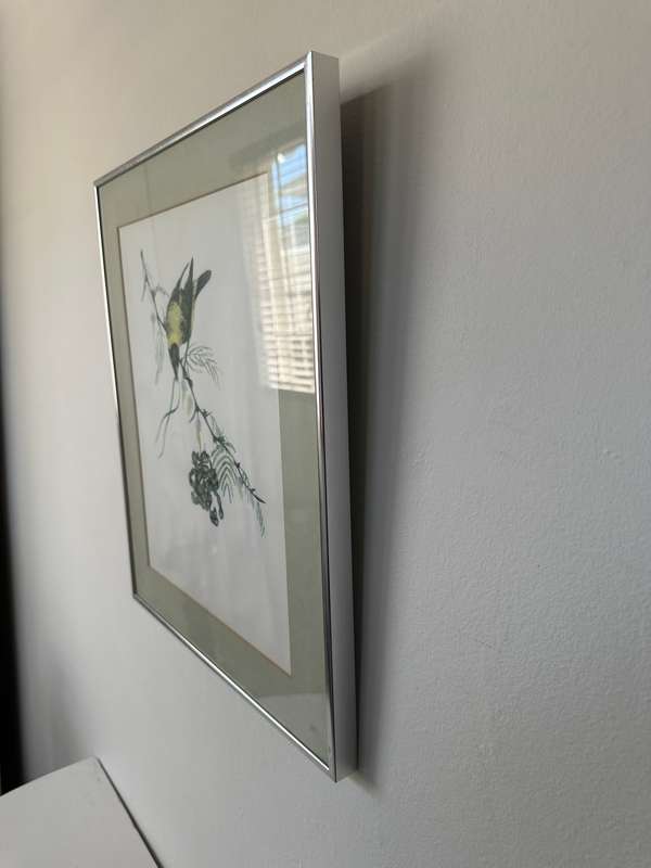 Framed Vintage Print, The Weaver Bird - Finished Size 38.5cm x 46cm