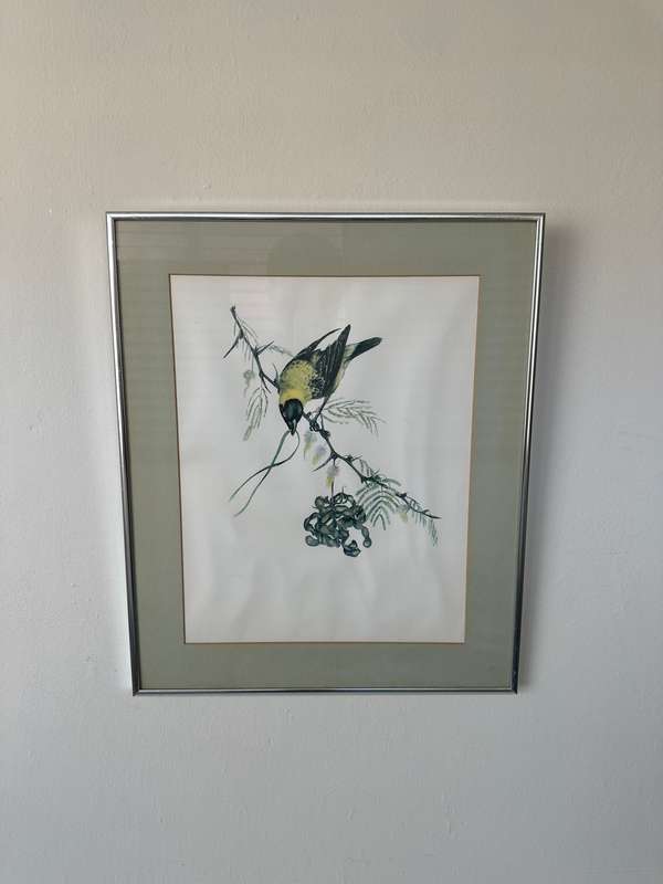 Framed Vintage Print, The Weaver Bird - Finished Size 38.5cm x 46cm