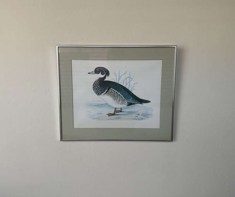 Framed Benjamin Fawcett Vintage Print, Summer Duck - Finished Size 38.5cm x 46cm