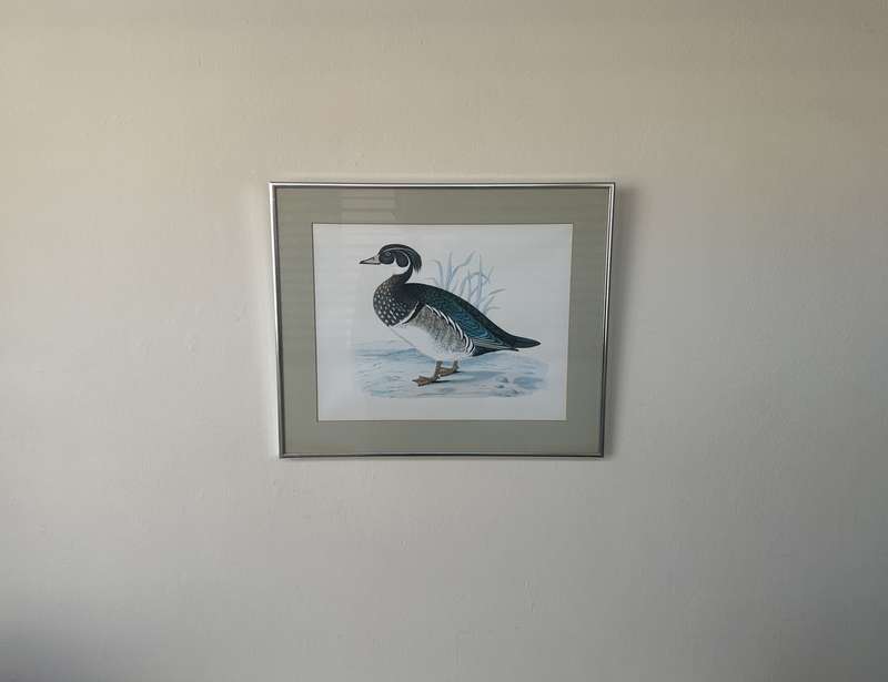 Framed Benjamin Fawcett Vintage Print, Summer Duck - Finished Size 38.5cm x 46cm