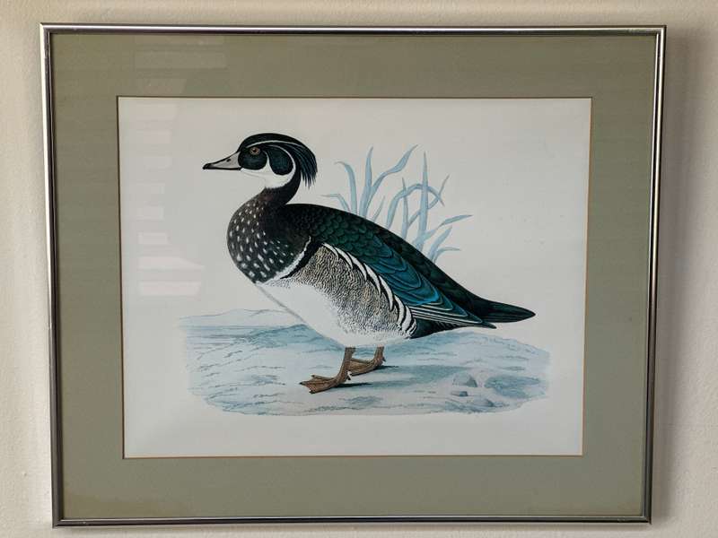 Framed Benjamin Fawcett Vintage Print, Summer Duck - Finished Size 38.5cm x 46cm