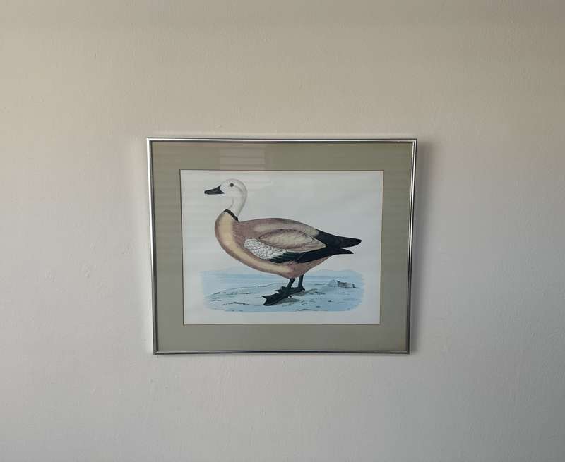 Framed Henri De La Blanchere Vintage Print, Wild Fowl - Finished Size 38.5cm x 46cm