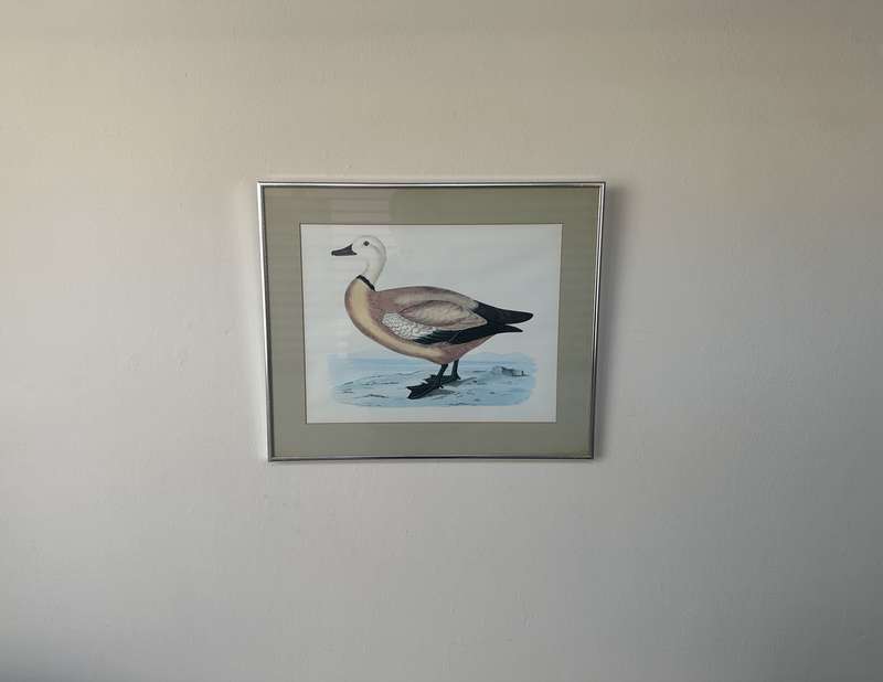Framed Henri De La Blanchere Vintage Print, Wild Fowl - Finished Size 38.5cm x 46cm