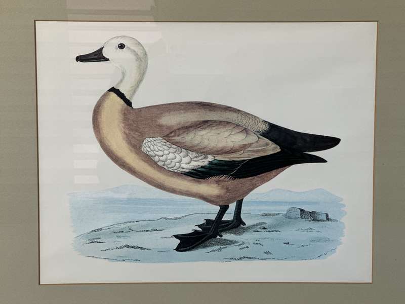 Framed Henri De La Blanchere Vintage Print, Wild Fowl - Finished Size 38.5cm x 46cm