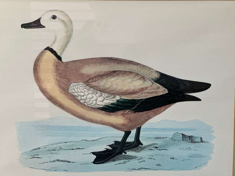 Framed Henri De La Blanchere Vintage Print, Wild Fowl - Finished Size 38.5cm x 46cm